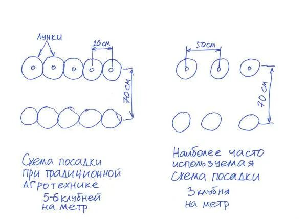 На каком расстоянии сажать картофель между рядами. Посадка картофеля схема посадки картофеля. Картофель схема посадки в открытый грунт. Какое расстояние посадки картофеля между рядами. Посадка картофеля расстояние между рядами и кустами.