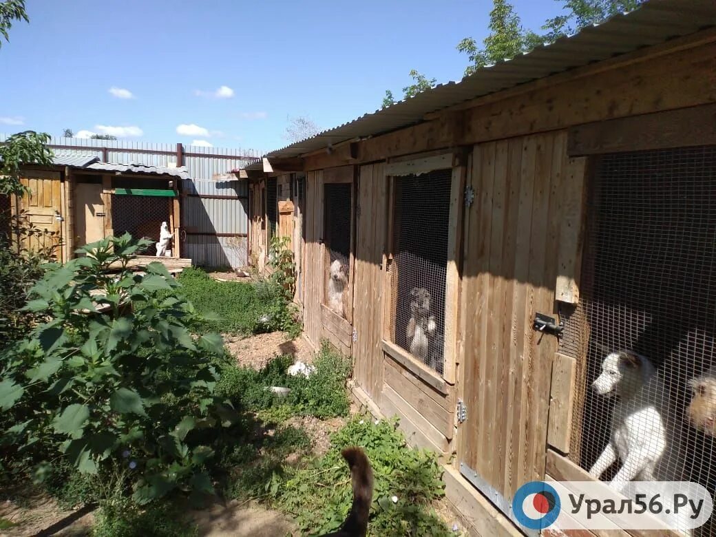 Спасение животных в оренбурге. Приют для животных в оренбурге я живой. приют для животных оренбург. приют для собак в оренбурге. бузулук оренбургской приют для животных.