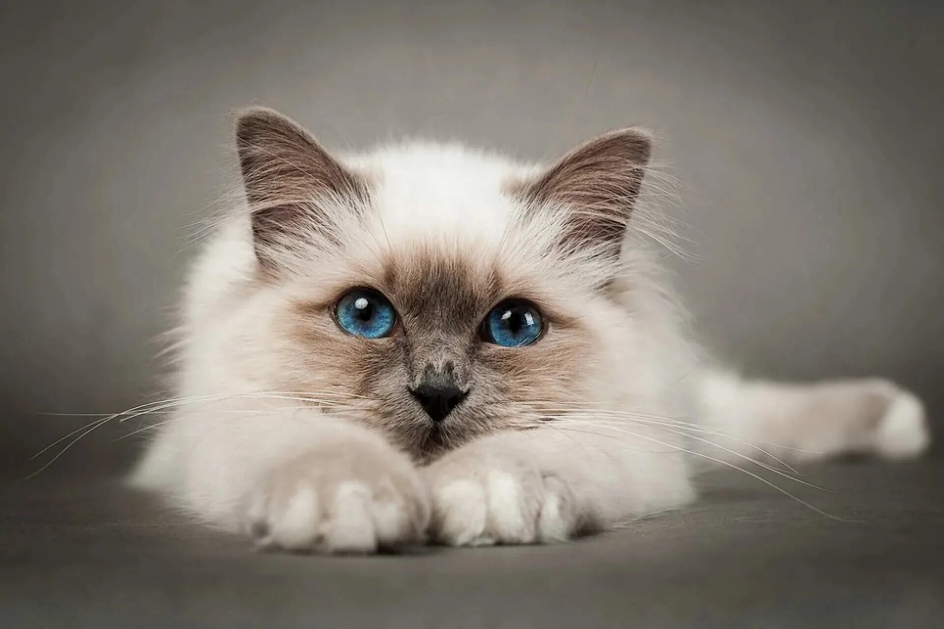 Что такое котик
