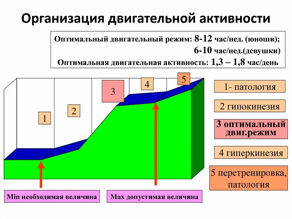 Оптимальная двигательная активность студента. Организация двигательной активности. Организация двигательной активности студента. Оптимальная двигательная активность. Оптимальная двигательная активность в день.