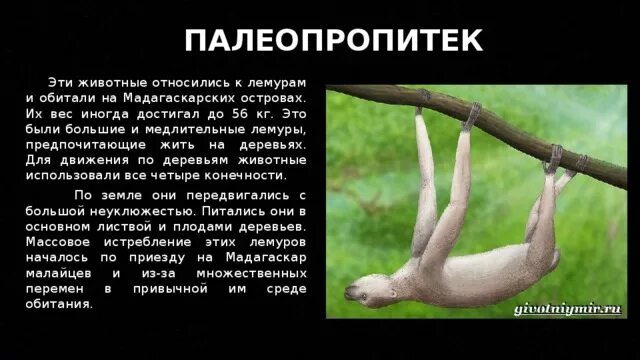 Палеопропитеки. Палеопропитек. Палеопропитеки. Палеопропитеки. Гигантские лемуры мадагаскара.