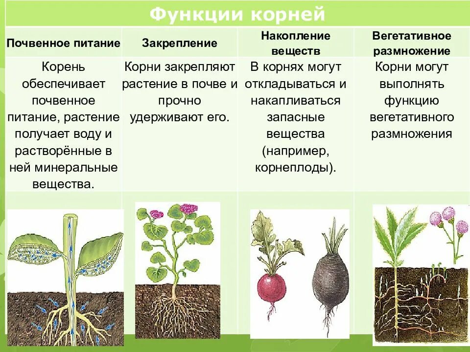 Растений являются видоизмененными корнями. Корнеплоды видоизменения корня.