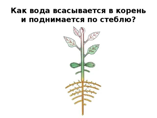 Передвижение воды в корне. Всасывание воды растениями. Вода по стеблю поднимается. Как происходит всасывание воды корнем. Корень всасывание воды корнями.