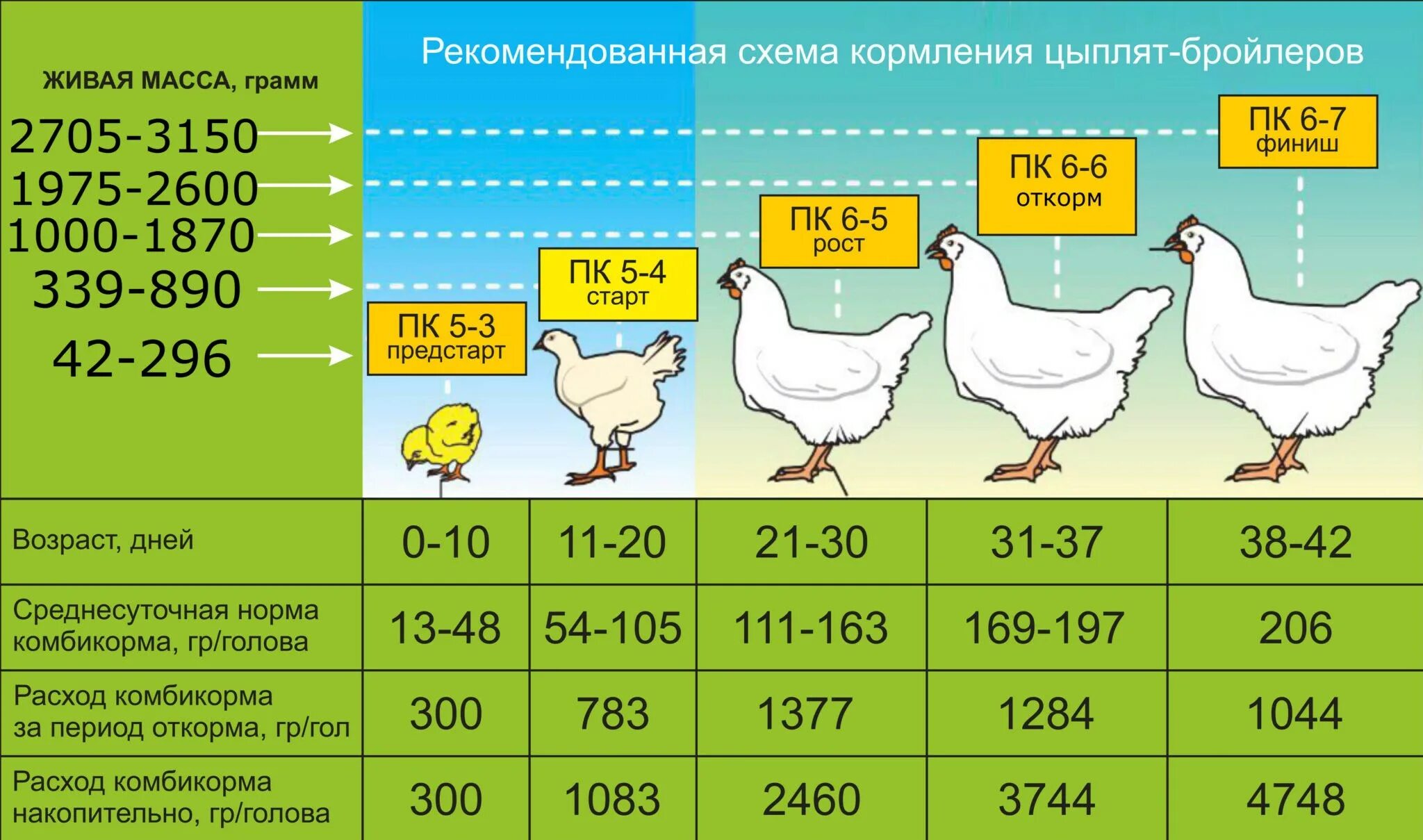 Норма корма для кур. Схема кормления бройлеров кормами. Схема кормления цыплят бройлеров. Схема кормления кур бройлеров. Кормление таблица для кормления цыплят бройлеров.