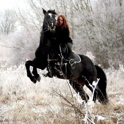 Гонит всадник. Фотосессия с лошадьми. Девушка с лошадью. Девушка на коне. Всадник с лошадью.