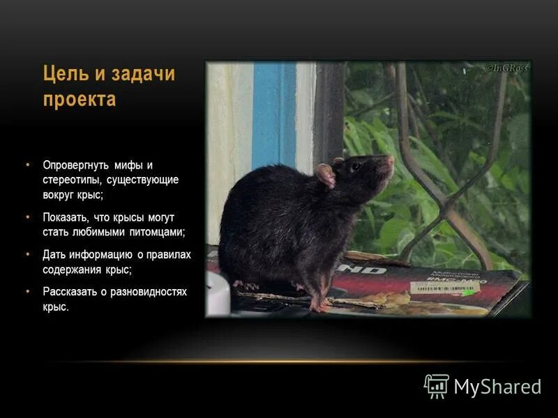 задание крысы. крыса мультяшная. задание крысы. раскраска хомяк. крыса убегает.