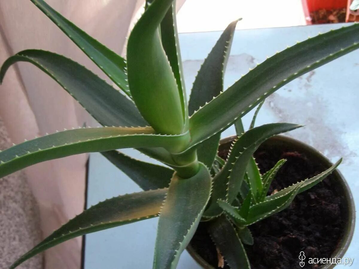 Чем отличается алоэ от столетника. Чем отличается алоэ от столетника. Алоэ джексона. Алоэ и столетник отличие. Чем отличается алоэ от столетника.