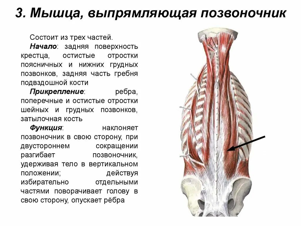 Поясница какие мышцы. Мышца выпрямляющая позвоночник функции. Части мышцы выпрямляющей позвоночник. Мышца выпрямляющая позвоночник начало и прикрепление. Мышца выпрямитель позвоночника.