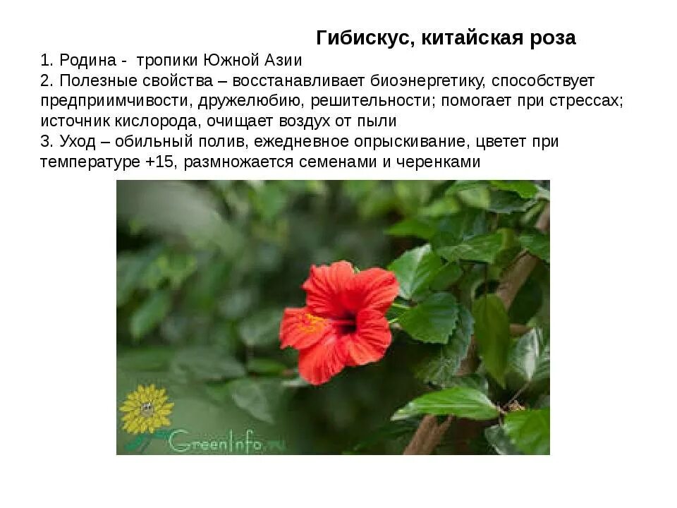 Родовое название китайской розы 8 букв. Гибискус разнолистный. Гибискус остролистный.