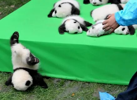 Panda 4 baby