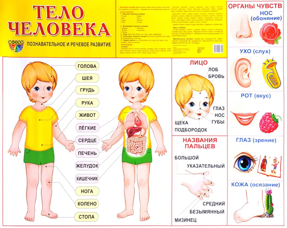 Тело человека для детей. Плакат тело человека для детского сада. Строение тела человека для дошкольников. Тело человечка для детей.