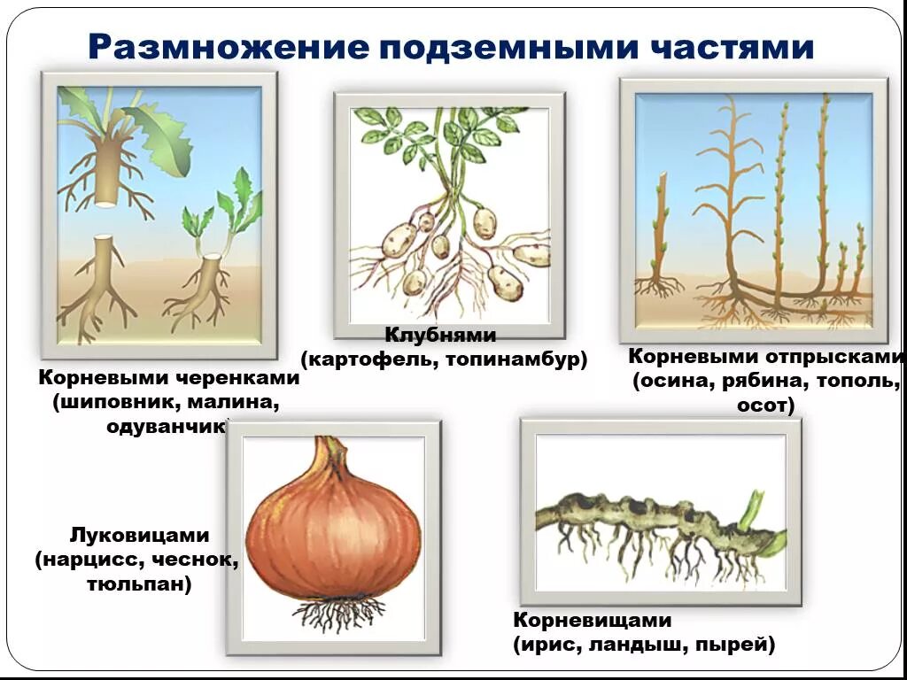 Вегетативное размножение с помощью луковиц. Вегетативное размножение клубнями и луковицами. Вегетативное размножение подземным клубнем. Органы вегетативного размножения клубней. Вегетативное размножение корневыми клубнями.