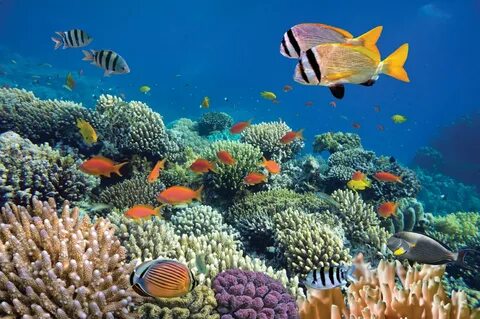 Coral see