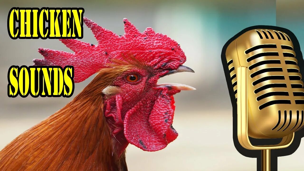 Куру куру звук. Chicken звук. Звук курицы. Chicken (Sound Touch & feel). How to make Chicken Sound.