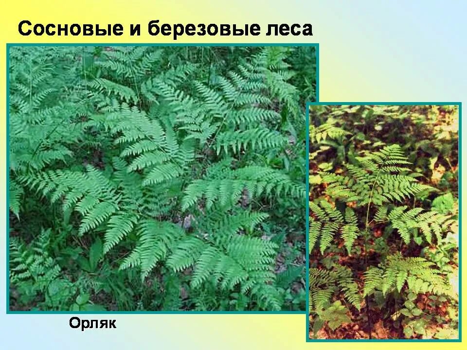 Орляк обыкновенный среда обитания. Орляк папоротник папоротник. Папоротник Лесной(орляк). Орляк и Щитовник. Папоротник орляк биология.