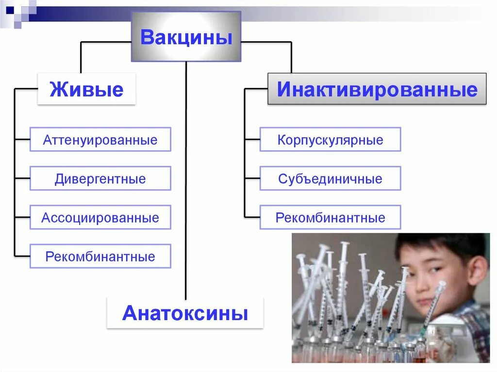 Живые и неживые вакцины. Классификация инактивированных вакцин. Классификация вакцин микробиология. Классификация вакцин живые неживые. Живые вакцины аттенуированные дивергентные.