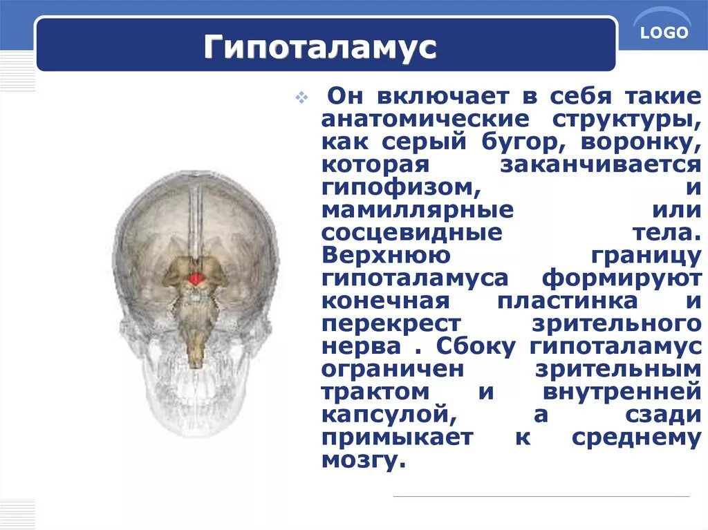 Функция промежуточного мозга дыхание температура тела. Сосцевидные тела и серый бугор. Зрительный Перекрест гипоталамуса. Сосцевидное тело промежуточный мозг. Сосцевидные тела гипоталамуса.