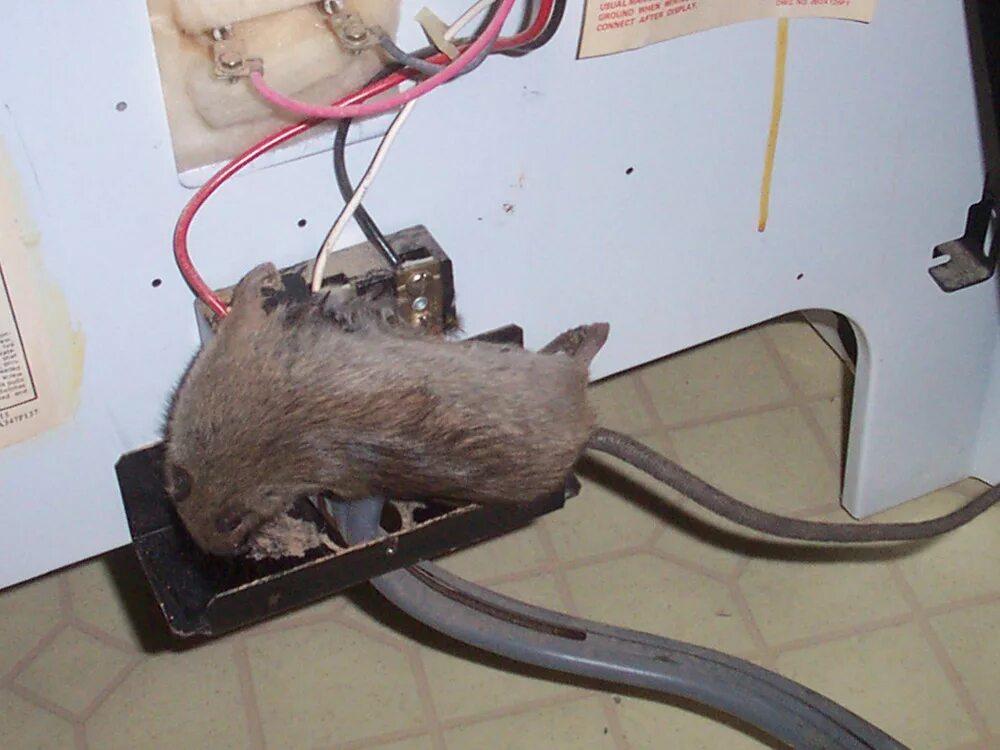 Найти рат. Rat Генератор. Мыши BALB/C. Rat манипулятор. Rat a320.