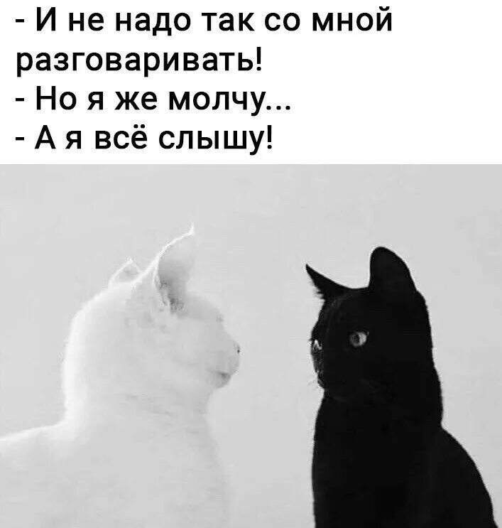 Почему коты молчат. Не надо со мной так разговаривать. И не надо на меня так молчать. И не надо со мной так разговаривать но я же молчу а я все слышу. Все молчу молчу.