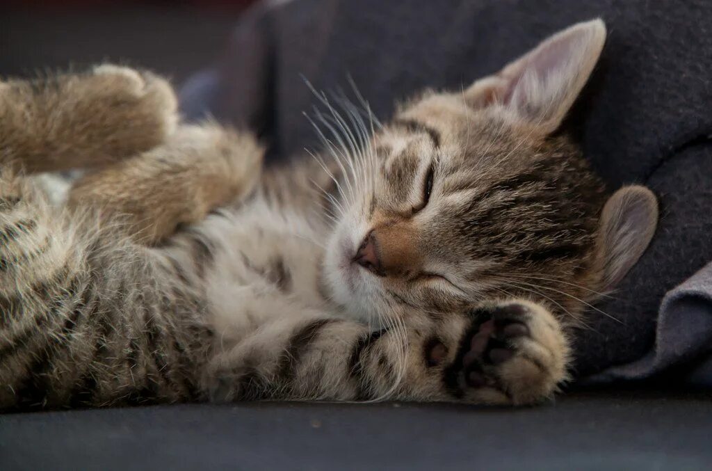 How adorable
