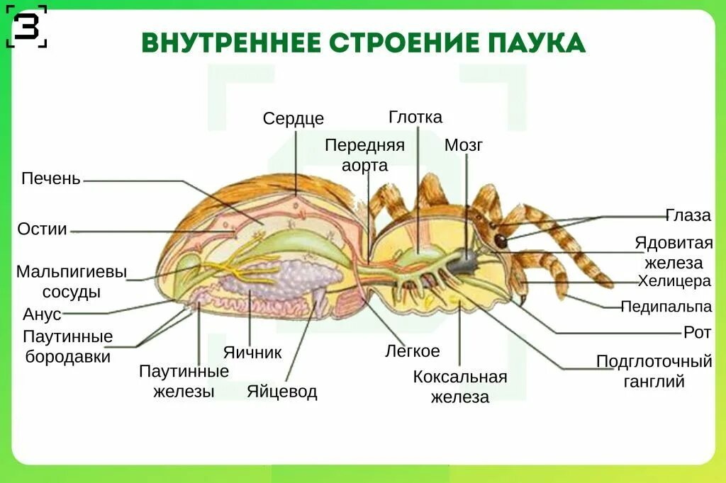 Паукообразные паутинные железы. Строение паука крестовика. Схема внутреннего строения паука. Внешнее строение паука паукообразных. Внешнее строение паука крестовика.