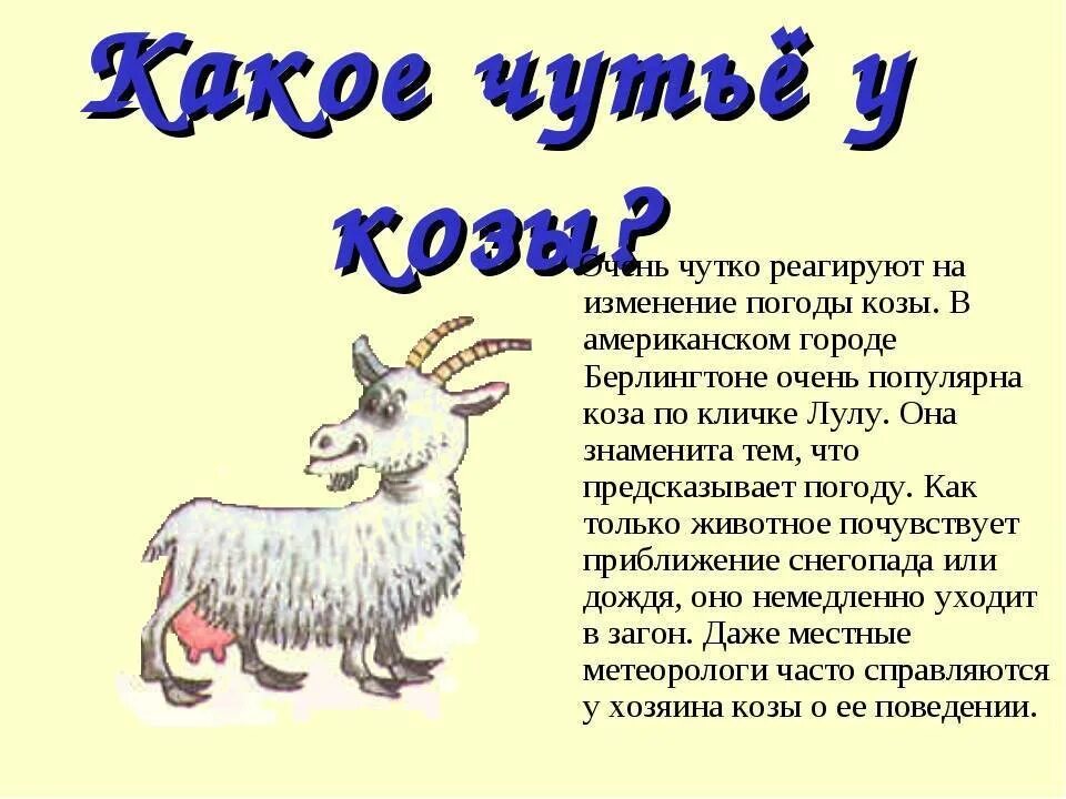 Кличка козы. Клички козлят. Имя для козы. Имена для козлика.