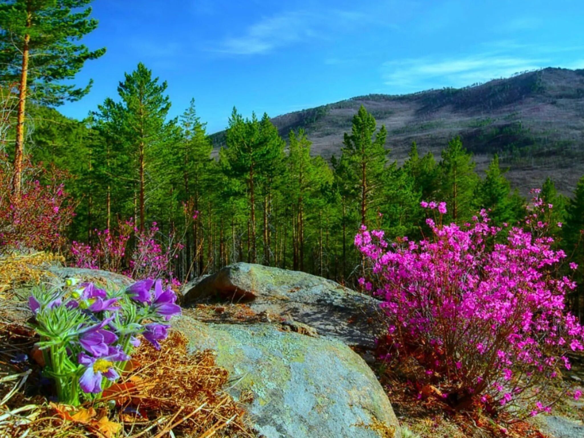 Природа читы забайкальского края. Природа забайкалья багульник. Рододендрон даурский в бурятии. Природа забайкальского края лето. Природа забайкальского края багульник.