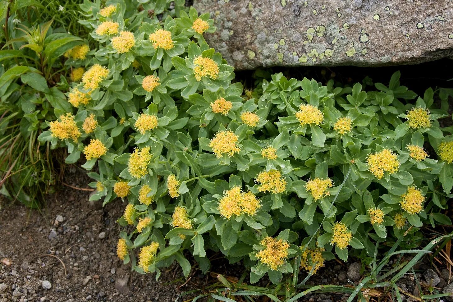 Родиола розовая растет. Родиола розовая Rhodiola rosea. Родиола Арктическая. Родиола Стефана. Уральский женьшень родиола розовая.