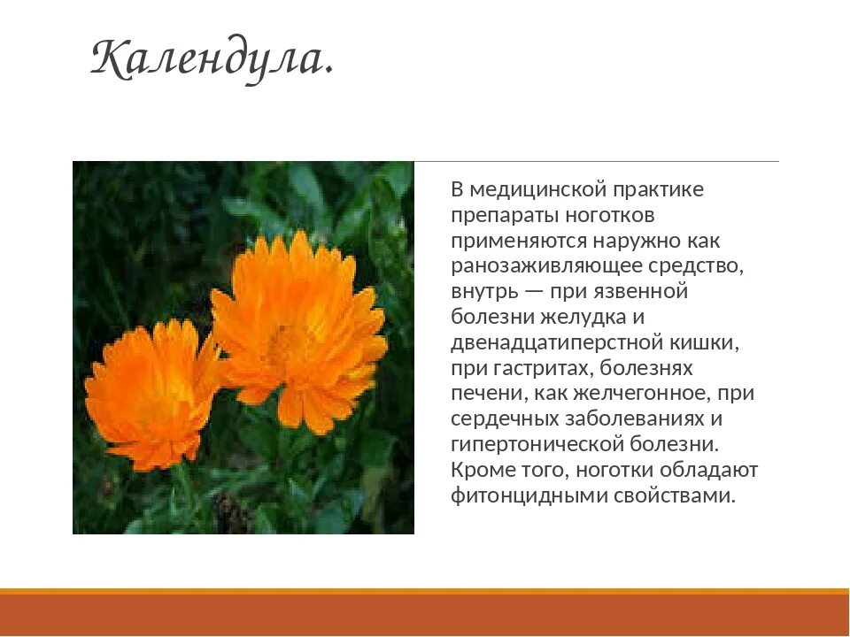Цветки календулы на латинском