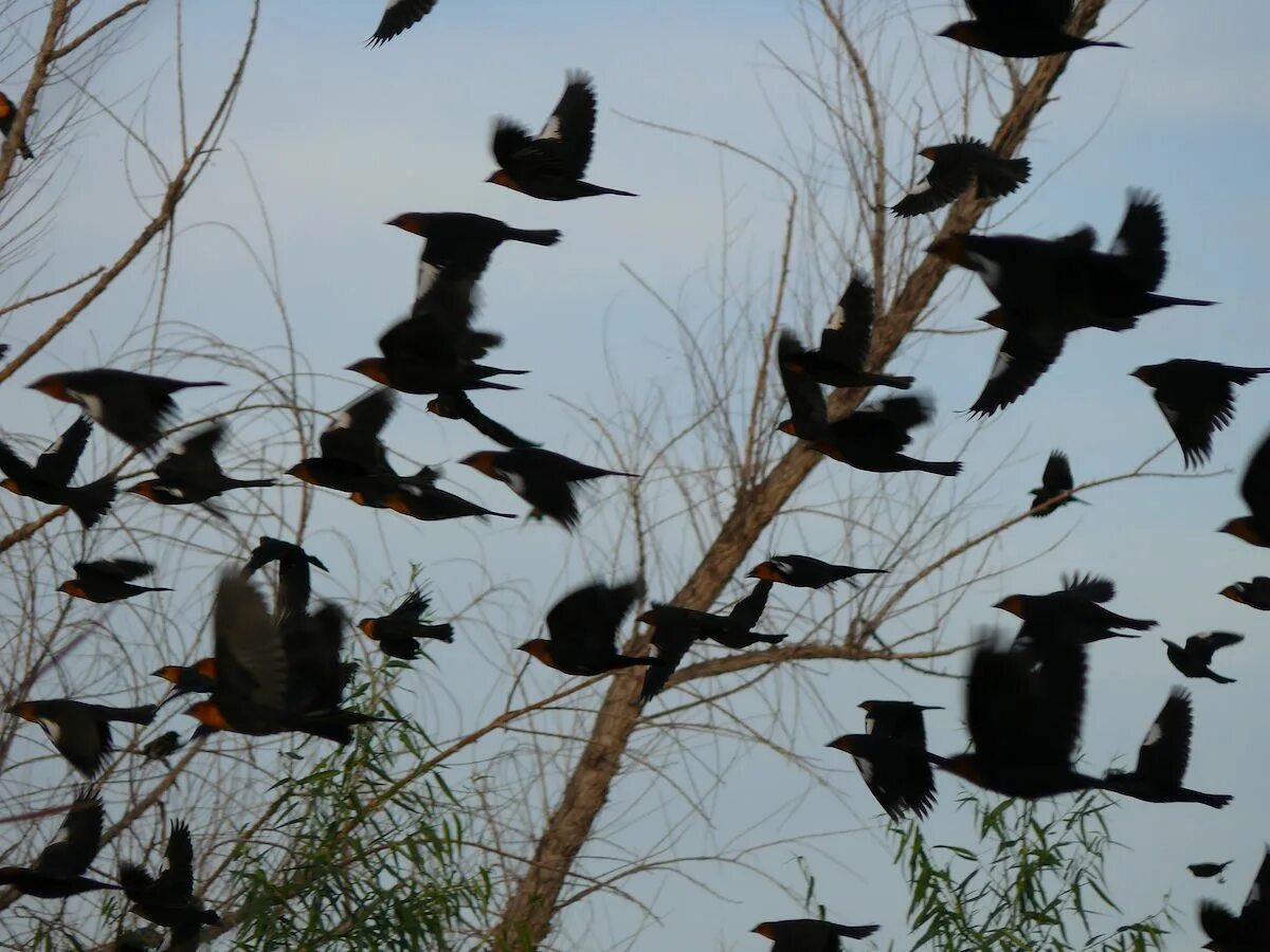 Птицы падают с деревьев. Дрозды Нашествие. Птицы гнездяшие в обрыве. Нашествие чёрных котов. Linkin Park Blackbirds.