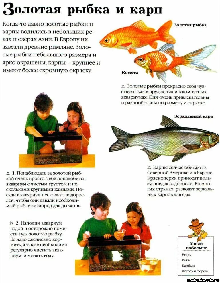 Рыба еж для детей информация. Рыба еж рассказ. Золотая рыбка описание. Рассказ о рыбах. Рассказ о рыбах.