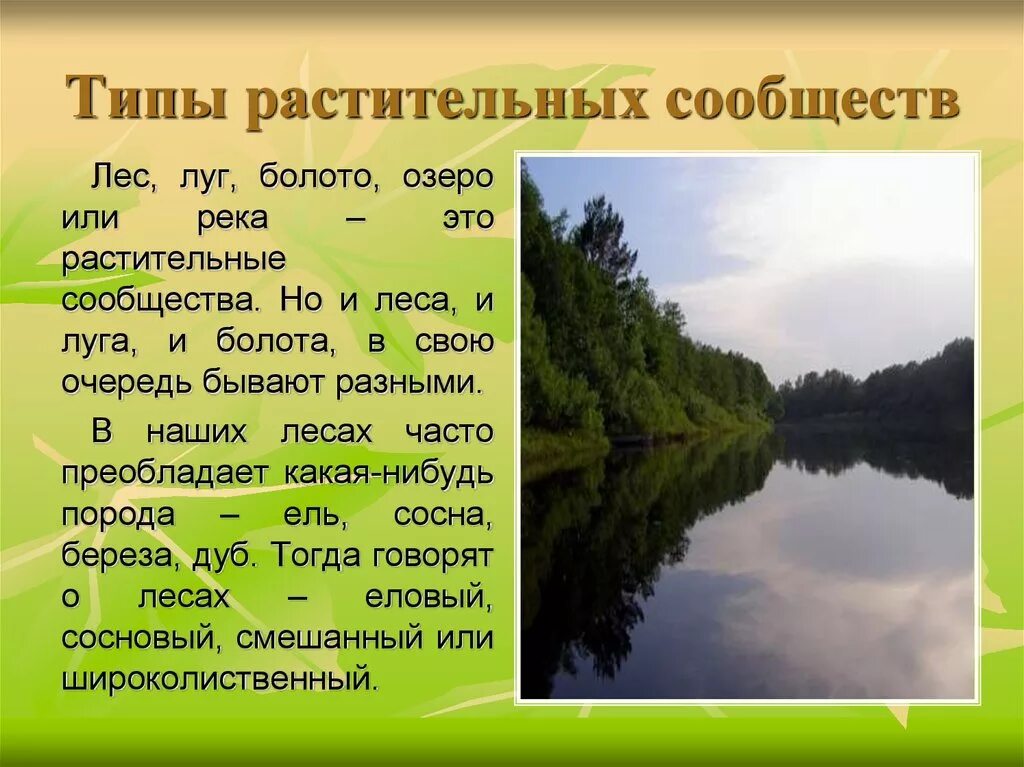 Край лесной слова. Растительные сообщества. Виды природных растительных сообществ. Типы растительных сообществ Луга и болото. Растительное сообщество доклад.