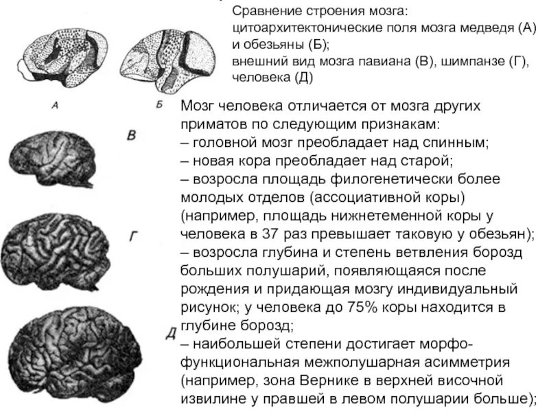 Головной мозг человекообразных обезьян. Строение мозга человекообразной обезьяны. Строение головного мозга приматов. Отличия мозга человека и обезьяны.