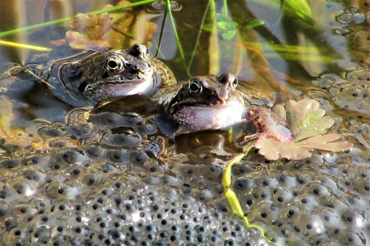 Лягушка размножается на суше. Головастик Озерной лягушки. Икринки Озерной лягушки. Земноводные лягушка икринки. Головастик травяной лягушки.