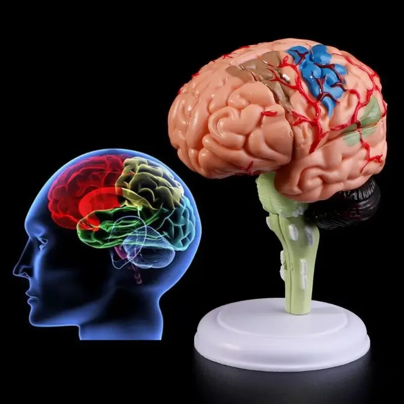 Brain model. Муляж мозга. Модель мозга. Мозг человека муляж. Анатомическая модель мозга.