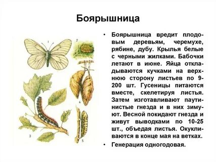 Какие отношения между боярышницей и домашней пчелой
