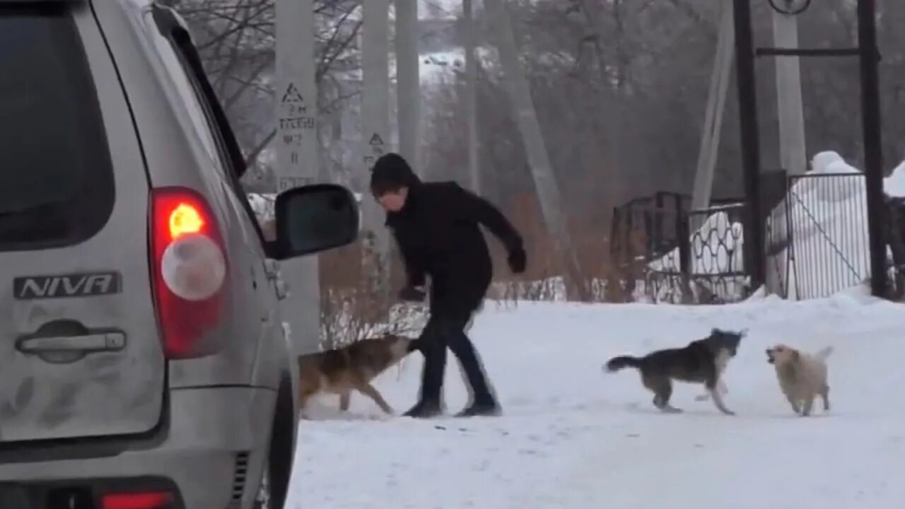 Нападение бродячих собак. Бездомные бродячие собаки нападают на людей.