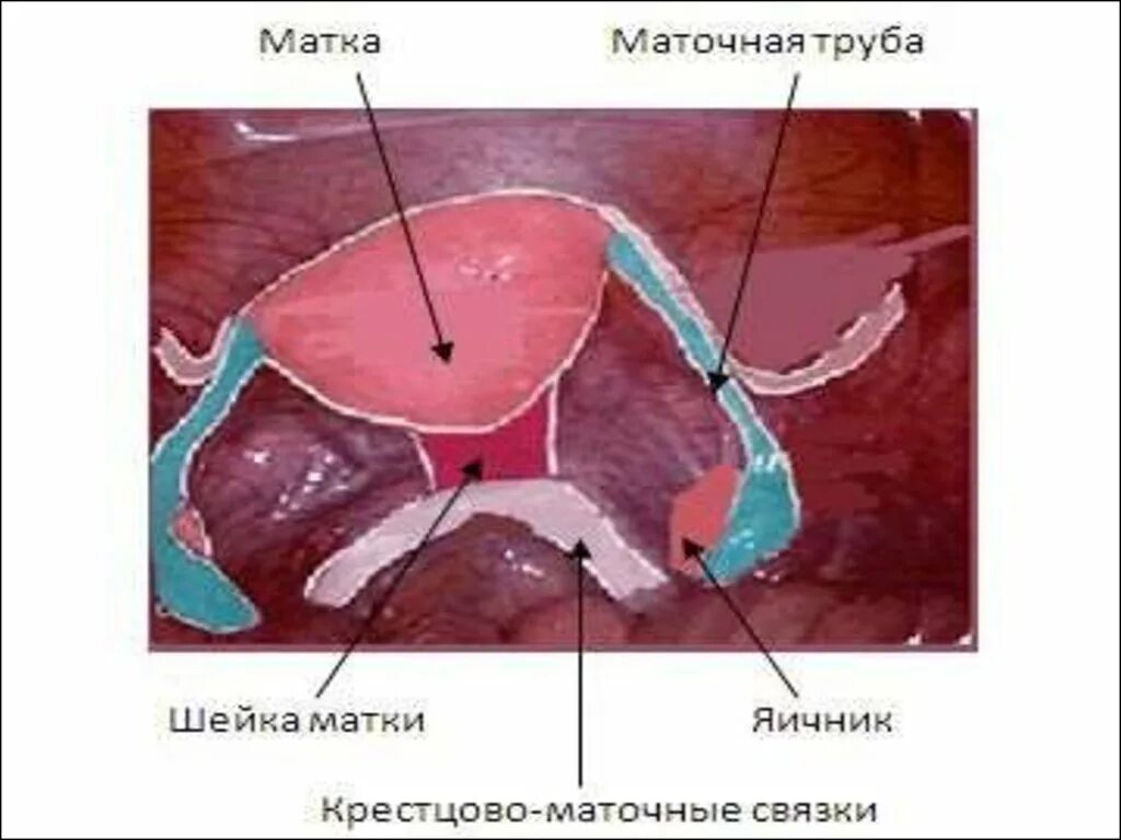 Топографическая анатомия маточной трубы. Длина маточной трубы.