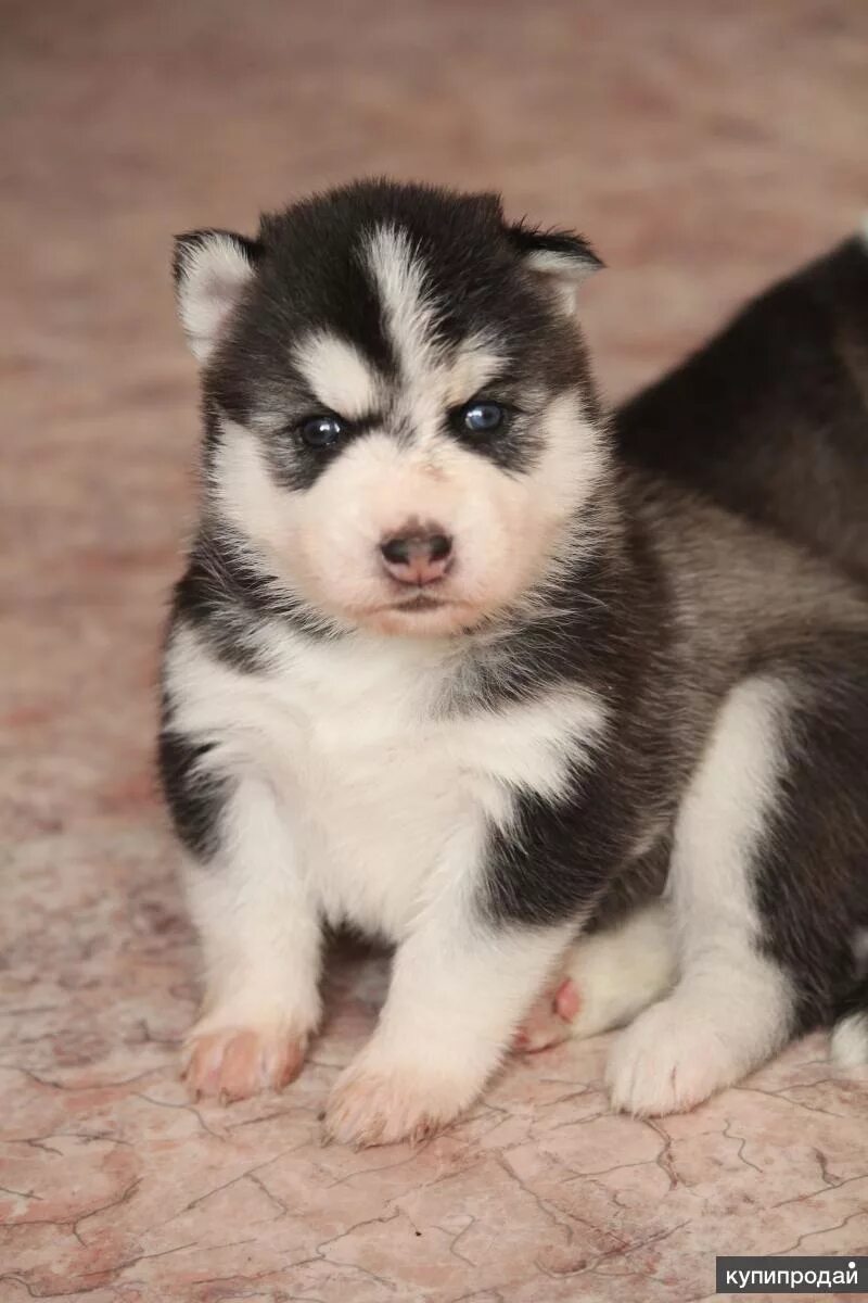 Хаски щенок. Сибирская хаски девочка. Сибирский хаски щенки. Щенки хаски девочки. Щенки.