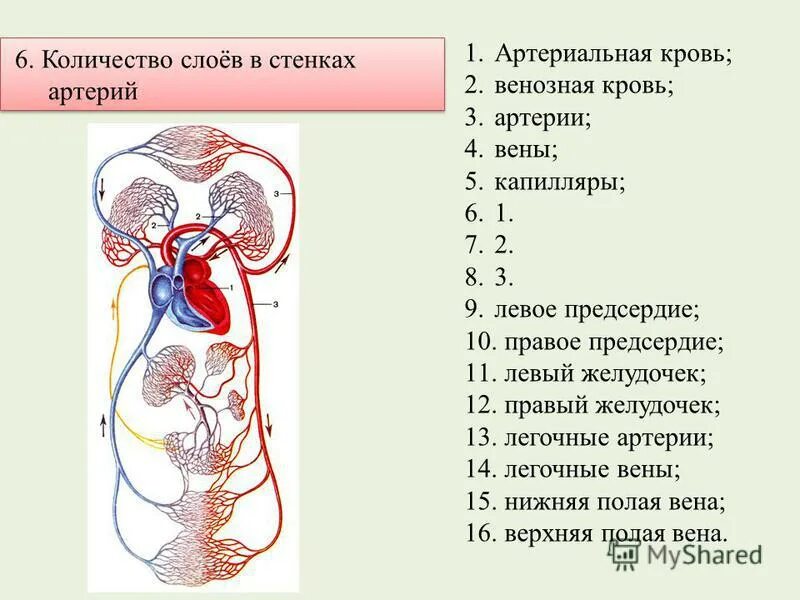 Артериальной кровью называют. Система кровообращения схема. Кровеносная система человека.