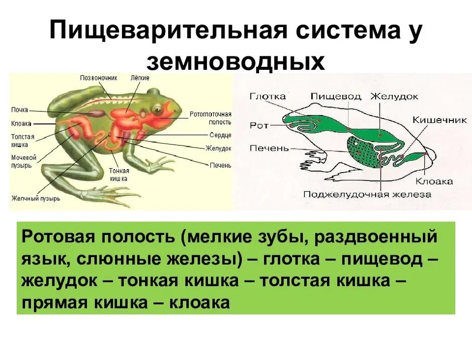 Почки ящерицы. Отделы пищеварительной системы лягушки. Строение пищеварительной системы земноводных. Строение пищевой системы у земноводных. Пищевая система лягушки.