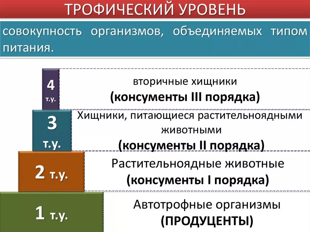 1 трофический уровень образует