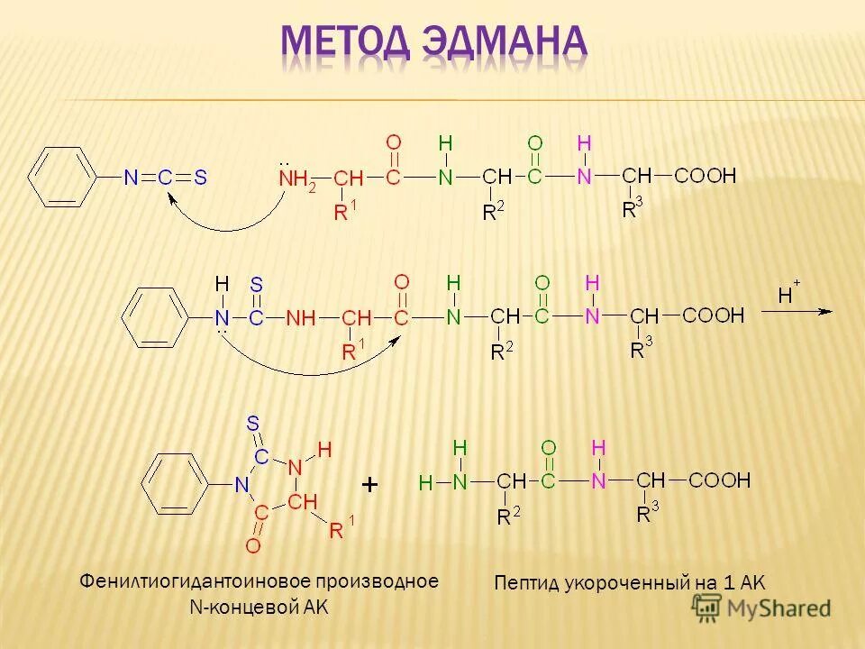 Концевые аминокислоты. Концевые пептиды это. N- И C-концевые аминокислоты в пептиде. Метод Эдмана реакция. Пептидов методом Эдмана.