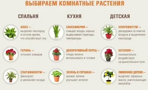 Цветы для здоровья в доме