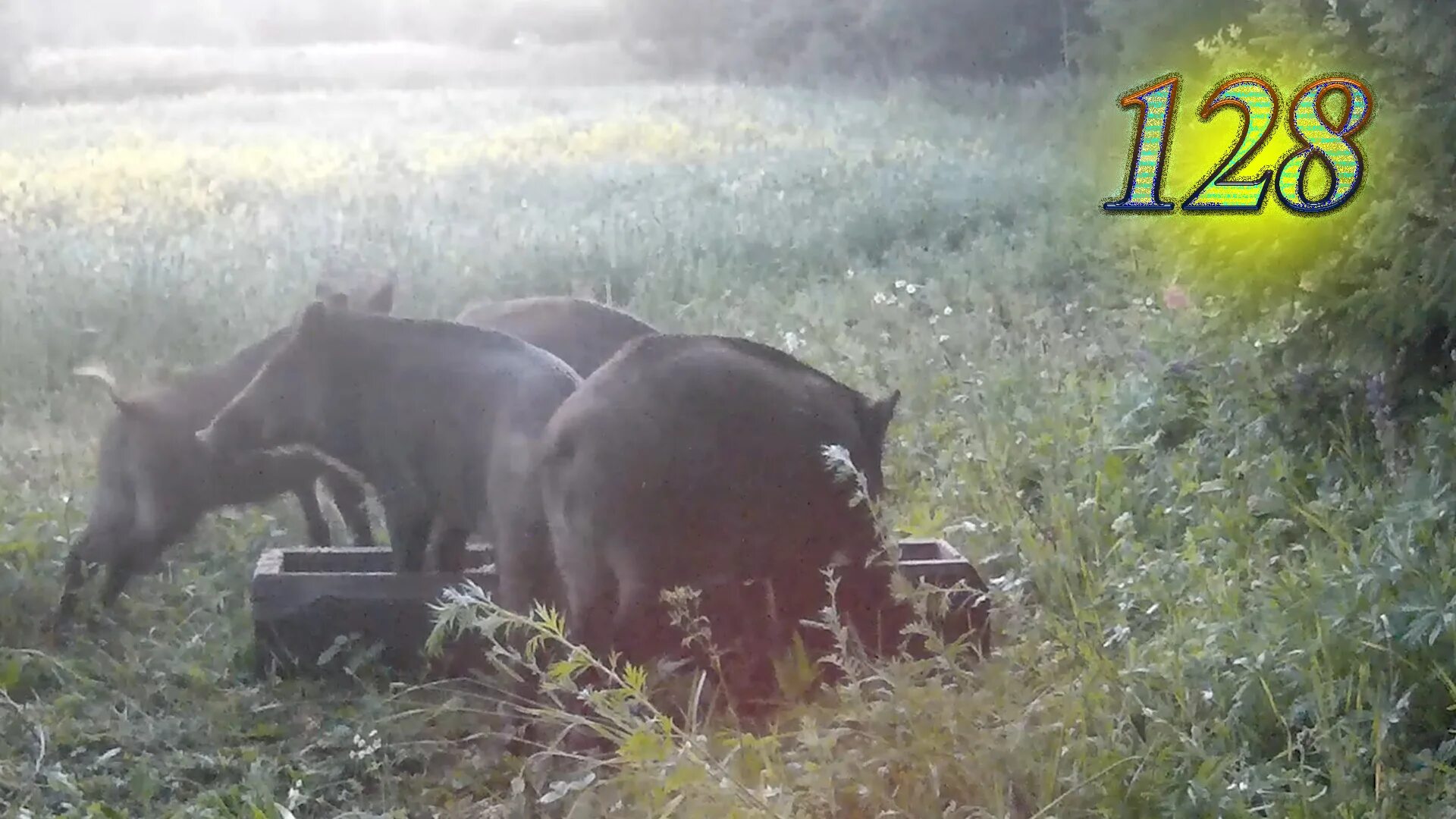 Видео кабана и добро. Кабан и добрый. Кормушка для кабана. Кормушка для диких Кабанов.