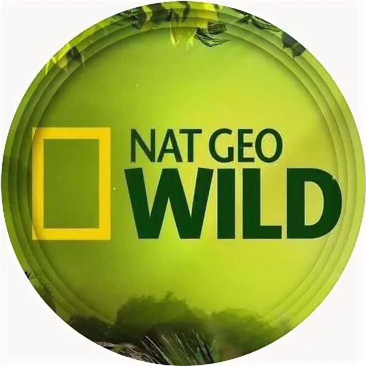 Нат Гео вайлд. Канал Wild программа. Nat geo Wild Познавательные Телеканалы. Канал дикий прямой эфир