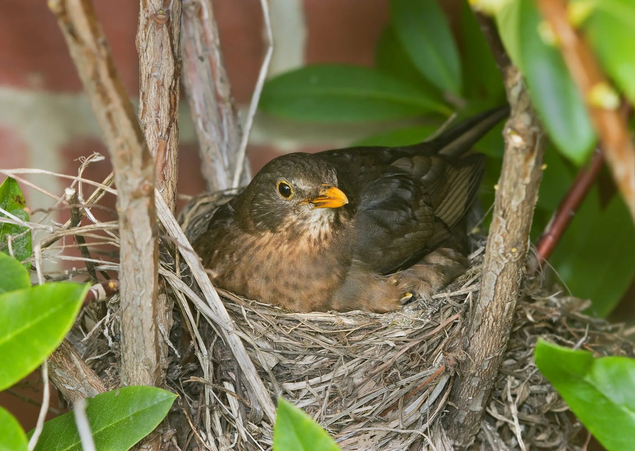 Сидит птенец. Turdus Merula яйца\. Тенерифский подвид turdus Merula. Гнездо вьюрка. Гнездо черного дрозда.