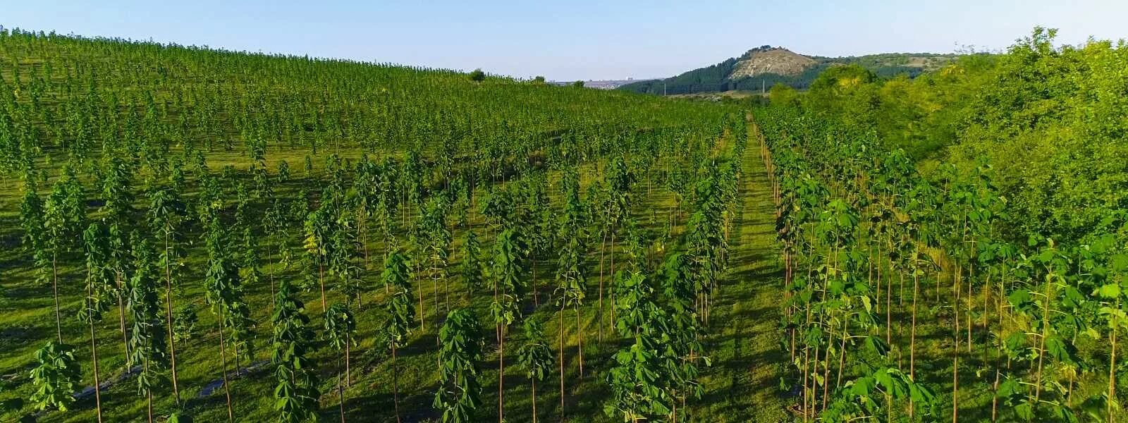 Тутовые плантации. Индийский тик дерево. Быстрорастущее дерево павлония. Насаждение деревьев. Павловния форчуна.