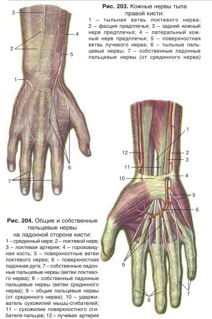 Пальцевые нервы кисти ветви. Иннервация тыла кисти. Общий ладонный пальцевой нерв.
