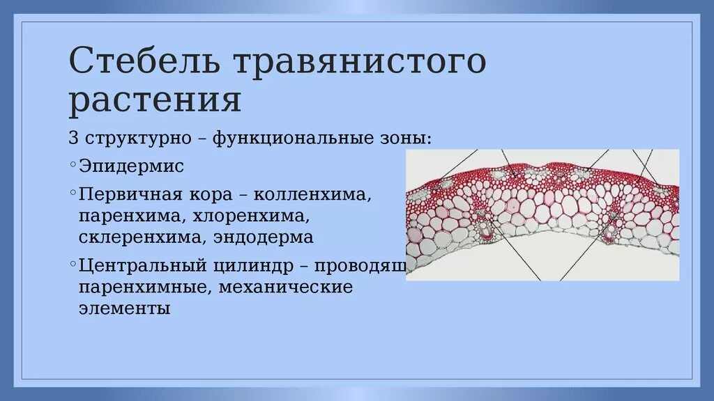 Анатомическое строение стебля травянистых растений. Хлоренхима однолетнего стебля травянистого растения. Ткань хлоренхима строение. Паренхима, склеренхима, хлоренхима. Строение травянистого стебля.